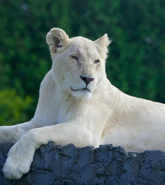 La puesta de león blanco — Foto de Stock