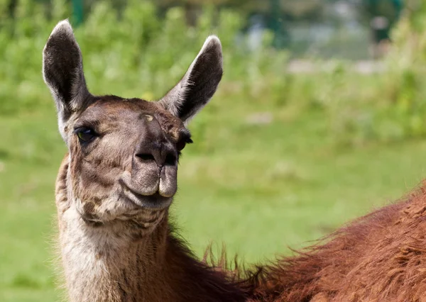 Funny llama Stock Photos, Royalty Free Funny llama Images | Depositphotos Funny llama Stock Photos, Royalty Free Funny llama Images | Depositphotos