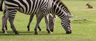 Çim sahada iki güzel Zebra