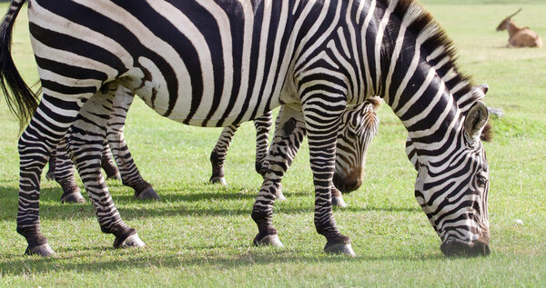 Beautiful zebras