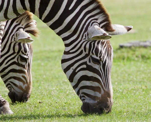 Duas belas zebras — Fotografia de Stock