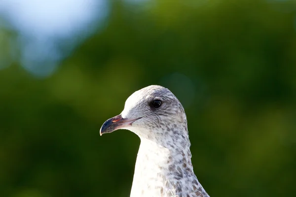 Mindre svart-backed gull — Stockfoto