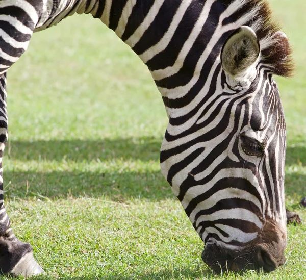 O close-up da zebra comendo — Fotografia de Stock