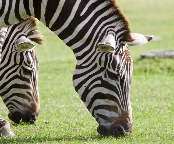 Zebras estão comendo a grama juntos — Fotografia de Stock