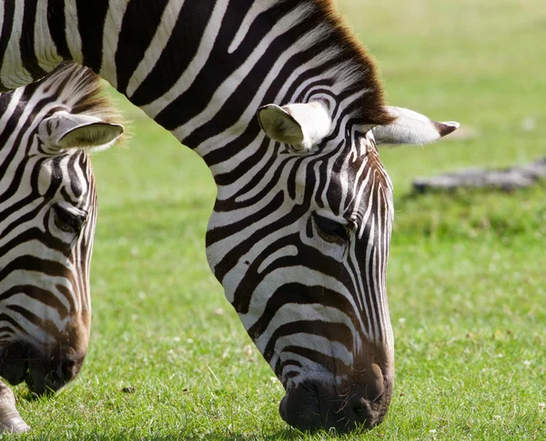 Close-up das zebras comendo a grama — Fotografia de Stock