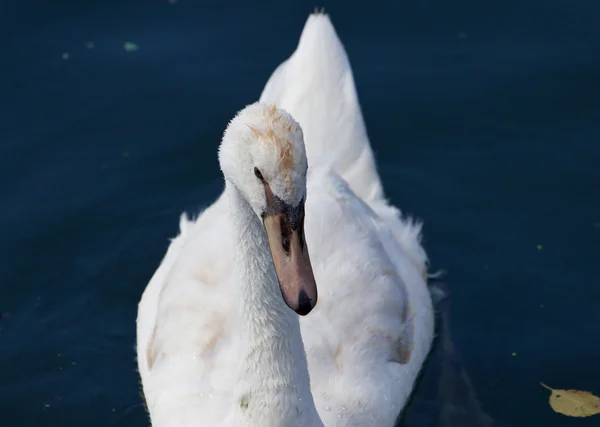 Le gros plan d'un cygne blanc — Photo