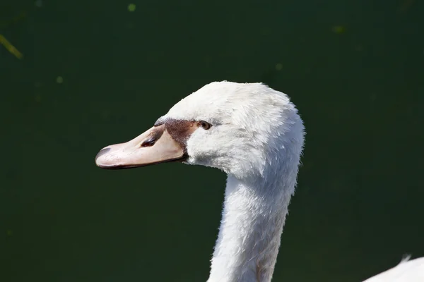 De verbazing van een prachtige witte zwaan — Stockfoto