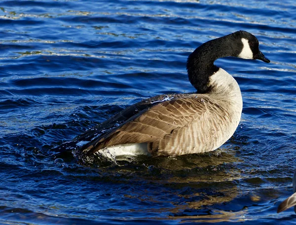 Beautiful close-up of the expressive goose swimming — Stock Photo, Image