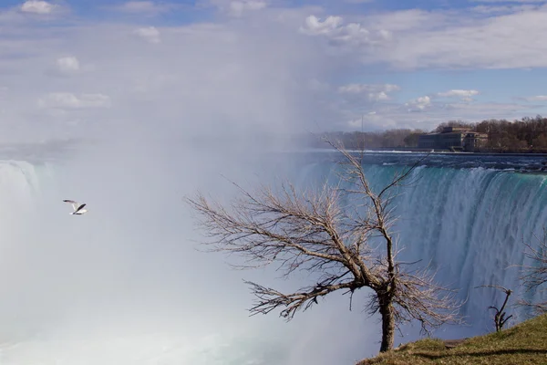 Sfondo con un albero, gabbiano e il Niagara — Foto Stock