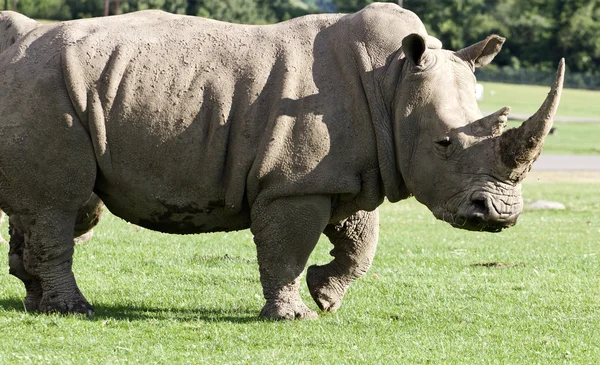 Beautiful background with the white rhinoceros — Stock Photo, Image