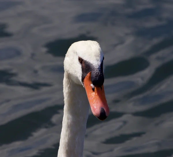 Retrato engraçado de um cisne macho — Fotografia de Stock