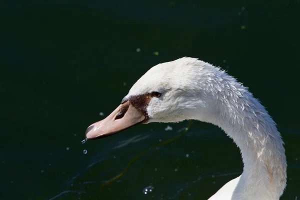 Hermoso fondo con el lindo cisne femenino — Foto de Stock