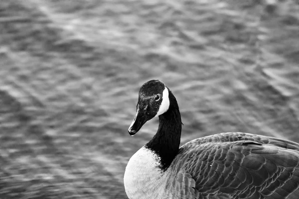 Beautiful black and white close-up of a Canada goose — Stock Photo, Image