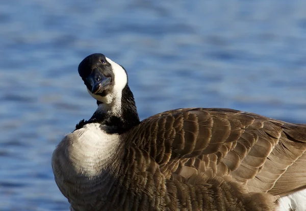 Canada goose letar efter något — Stockfoto