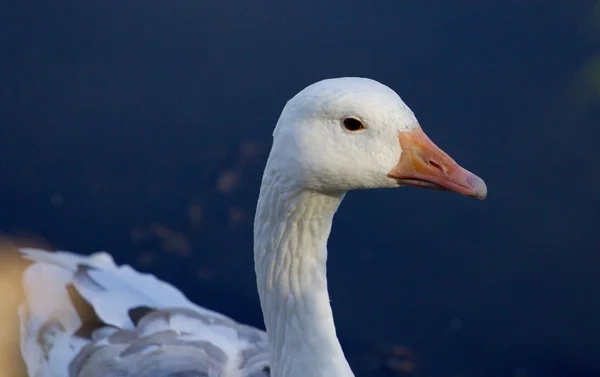 Foto dell'oca delle nevi in acqua — Foto Stock