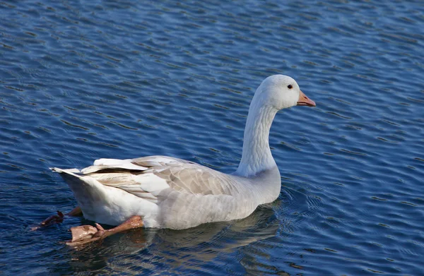 Foto van de sneeuw gans weg zwemmen — Stockfoto