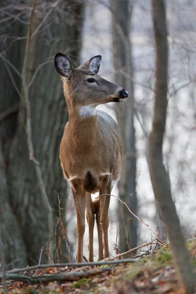 Il giovane cervo sta guardando qualcosa nella foresta. — Foto Stock
