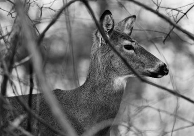 Siyah ve beyaz fotoğraf geyik