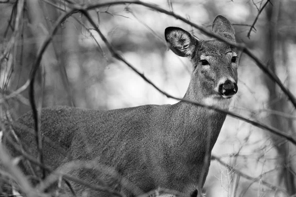 Imagen en blanco y negro con el ciervo —  Fotos de Stock