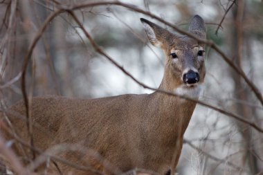 geyik görünümünü