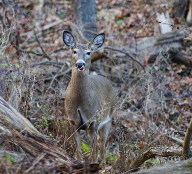 Görüntü dilini gösteren komik deer ile