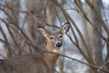 Görüntü ile ağaçların sevimli geyik