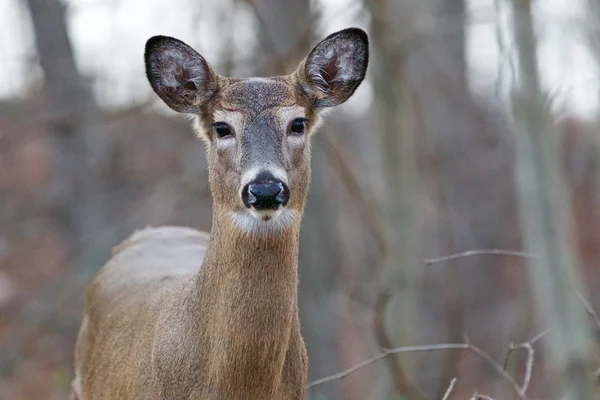Krásné pozadí s divoké krásný jelen — Stock fotografie