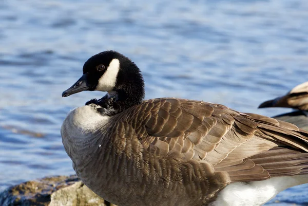 Beautiful Canada goose — Stock Photo, Image