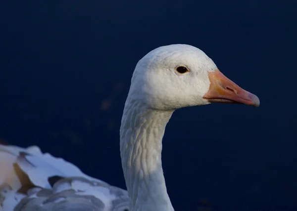 Beau portrait de l'oie des neiges — Photo