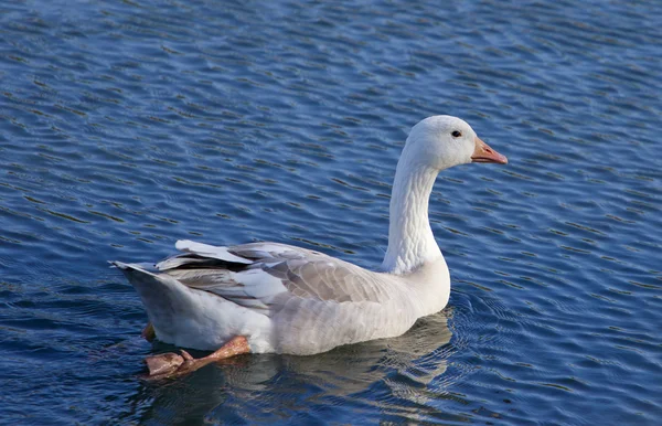 Зображення снігового гусака, що плаває в озері — стокове фото