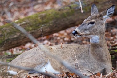 Düşünceli bir geyik güzel resim