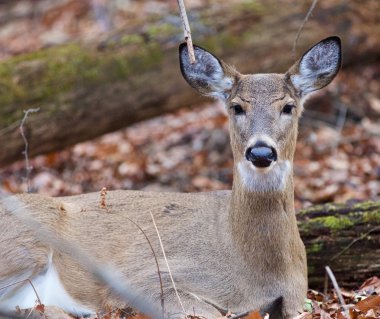 Yerde yatan bir geyik ile arka plan