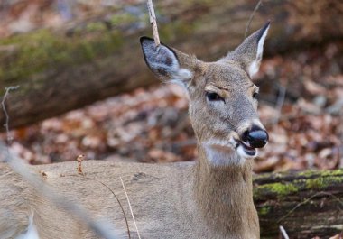 Düşünceli geyik ile resim