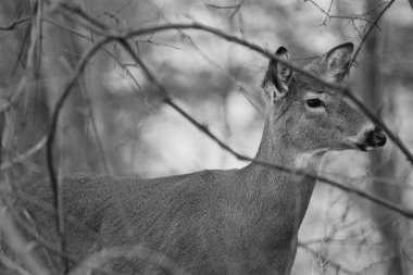 Güzel siyah ve beyaz arka plan ile geyik