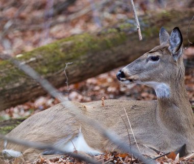 Bir geyik ile arka plan