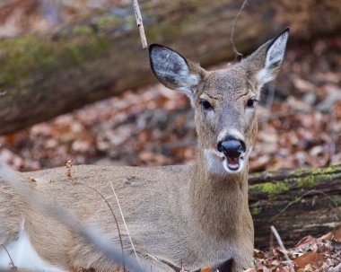 Çığlık geyik ile komik resim