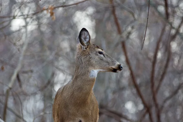 Vacker bild med en hjort som tittar åt sidan — Stockfoto