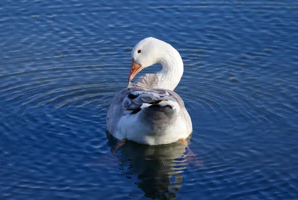 Beautiful photo of the Snow goose cleaning his feathers — Stock Photo, Image