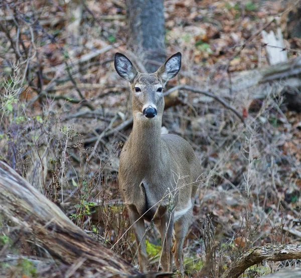 Foto del bellissimo cervo nella foresta — Foto Stock