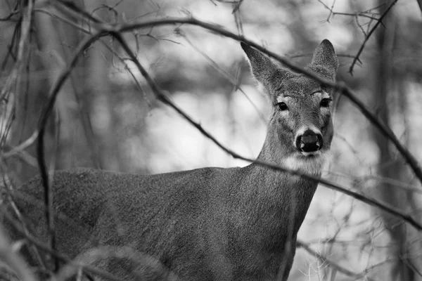 Imagen en blanco y negro con el ciervo mirando a la cámara —  Fotos de Stock