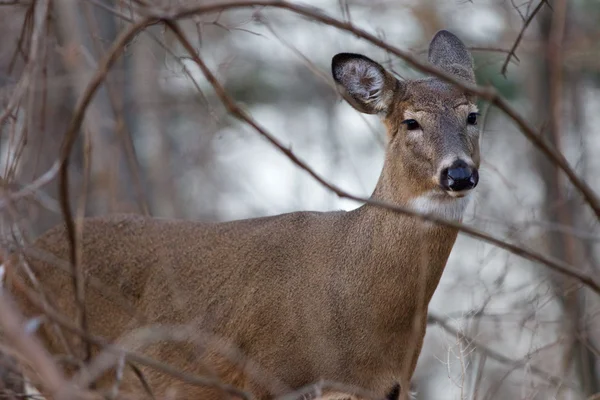 Image of the beautiful deer in the forest — Stock Photo, Image