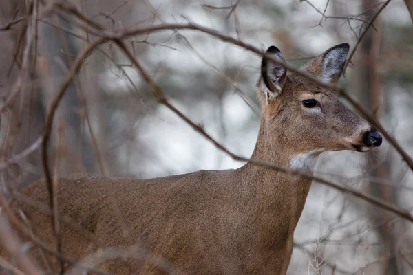 Mladé krásné deer v bush detail — Stock fotografie