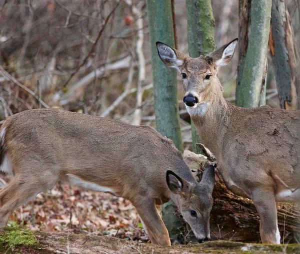 Photo of the pair of deers — Stock Photo, Image