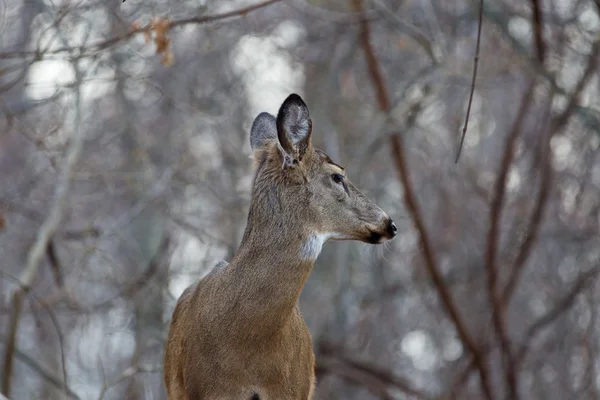 Resim geçmişe bakınca geyik — Stok fotoğraf