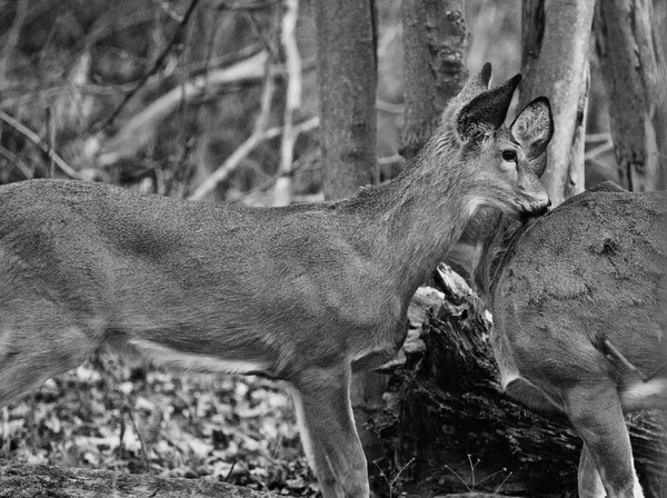 Foto en blanco y negro del par de ciervos —  Fotos de Stock