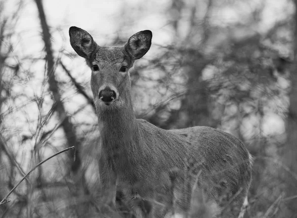 Belle photo en noir et blanc du cerf sauvage — Photo