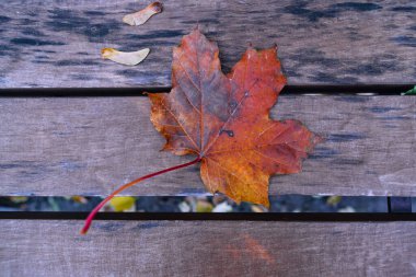 Kürsüye düşen renkli sonbahar yaprağı