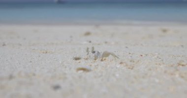 Kum yengecinin inanılmaz hayatı. Bir eklembacaklı kuma sığınır ve dikkatlice kenarlardaki her şeyi inceler.