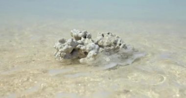 Okyanus dalgalarıyla yıkanmış kumlu bir sahildeki deniz mercanı.