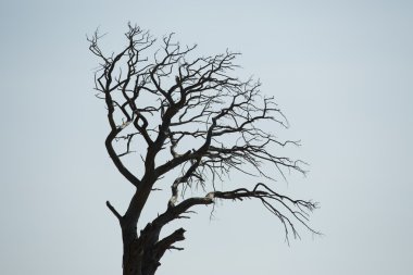 üzücü bir ağaç yaprakları mavi gökyüzüne karşı olmadan silüeti